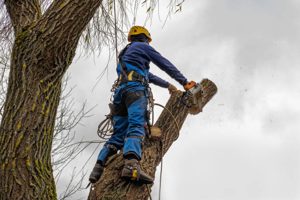 Best Hazardous Tree Removal  in Haltom City, TX